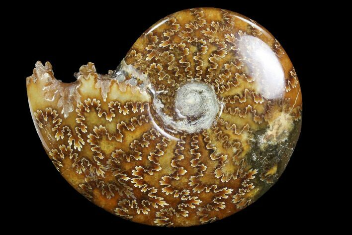 Polished, Agatized Ammonite (Cleoniceras) - Madagascar #97314
